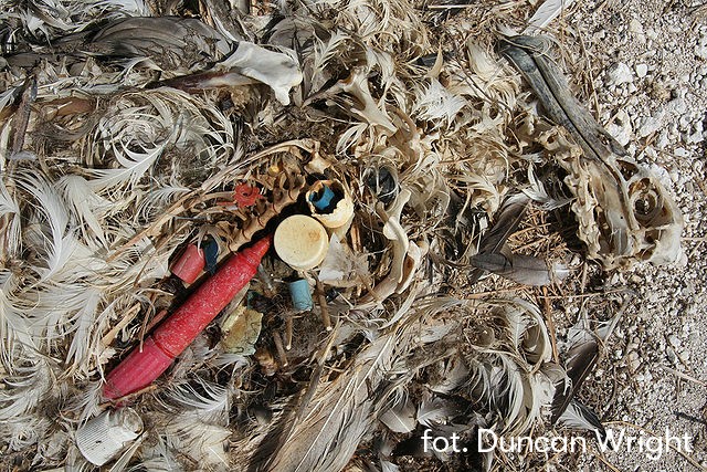 Szczątki pisklęcia albatrosa