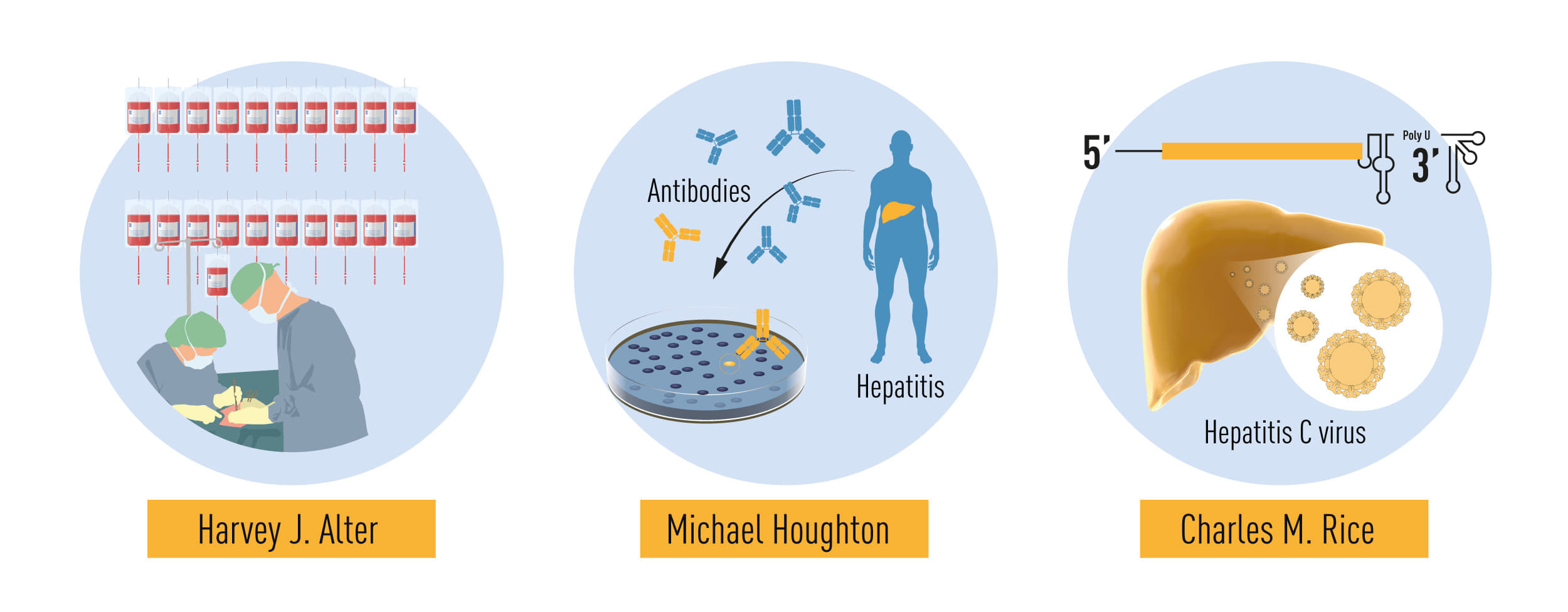 Wkład laureatów w badania nad wirusem Hepatitis C
