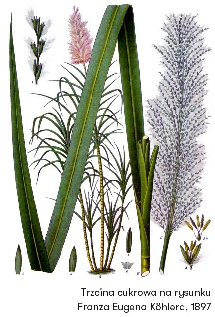 Rysunek trzciny cukrowej (Saccharum officinarum)