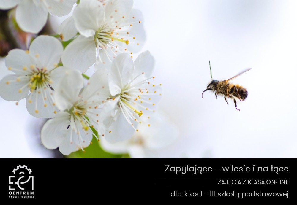 Zajęcia z klasą online: ZAPYLAJĄCE (pszczoła podlatująca do kielicha kwiata)