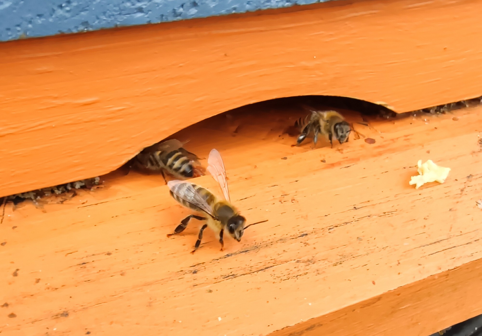 Zdjęcie pszczoły przygotowującej się do odlotu z ula